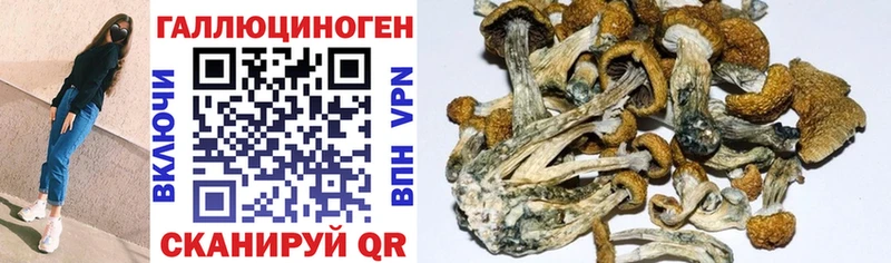 Псилоцибиновые грибы Psilocybe  купить наркоту  Междуреченск 